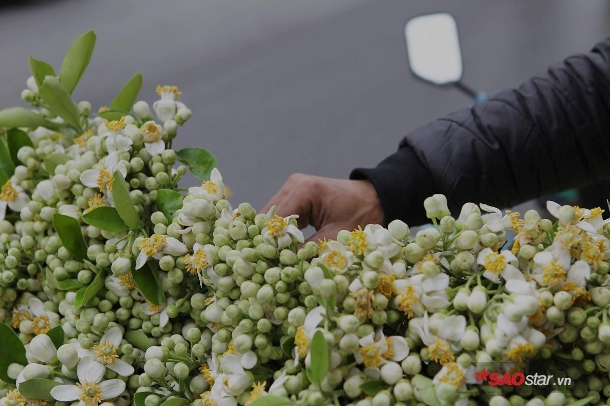 Giữa những ngày mưa phùn tí tã, có một niềm vui mang tên mùa hoa bưởi 'thơm từng cơn gió' Ảnh 2