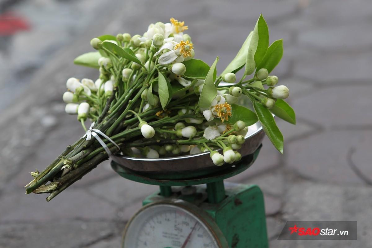 Giữa những ngày mưa phùn tí tã, có một niềm vui mang tên mùa hoa bưởi 'thơm từng cơn gió' Ảnh 9