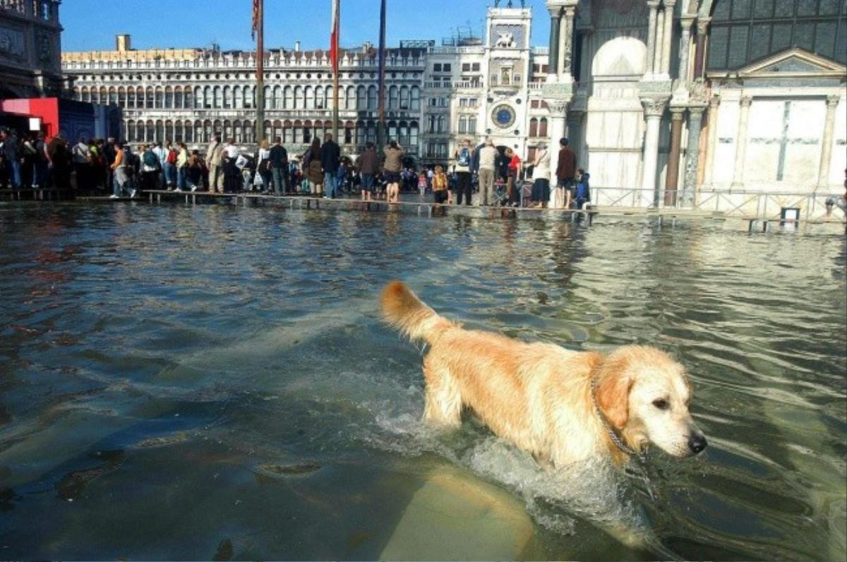 Cười ra nước mắt: Kênh đào Venice thơ mộng khi gặp hạn hán trông còn chẳng bằng bãi cạn sông Hồng Ảnh 5