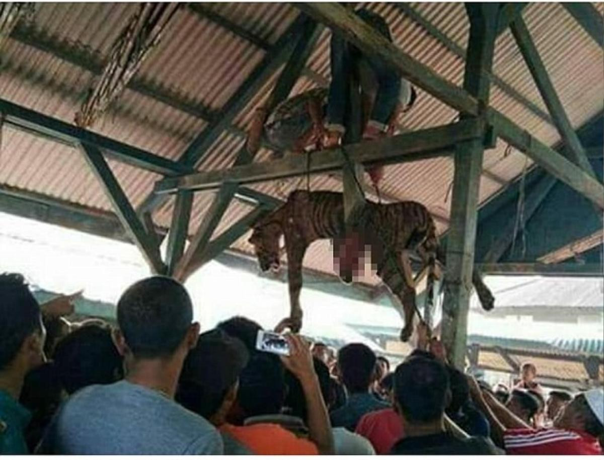 Nghi là 'sinh vật siêu nhiên', dân làng đâm chết hổ quý rồi treo xác lên trần nhà Ảnh 2