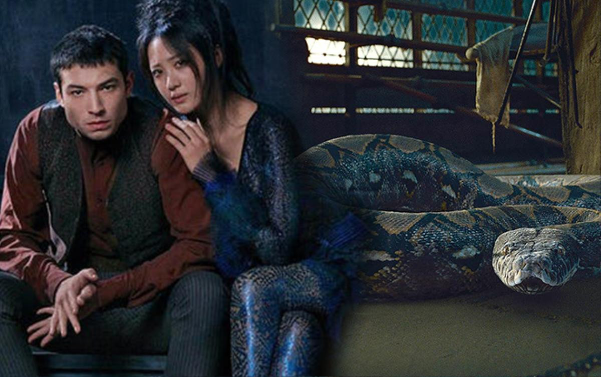 'Fantastic Beasts 2': Giả thuyết về nguồn gốc của Nagini, thú cưng của chúa tể Voldemort Ảnh 4