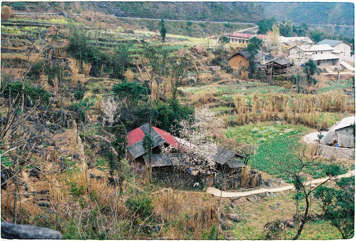 Ngắm sắc hoa mận, đào gây 'nghiện' trên cao nguyên đá Hà Giang Ảnh 11