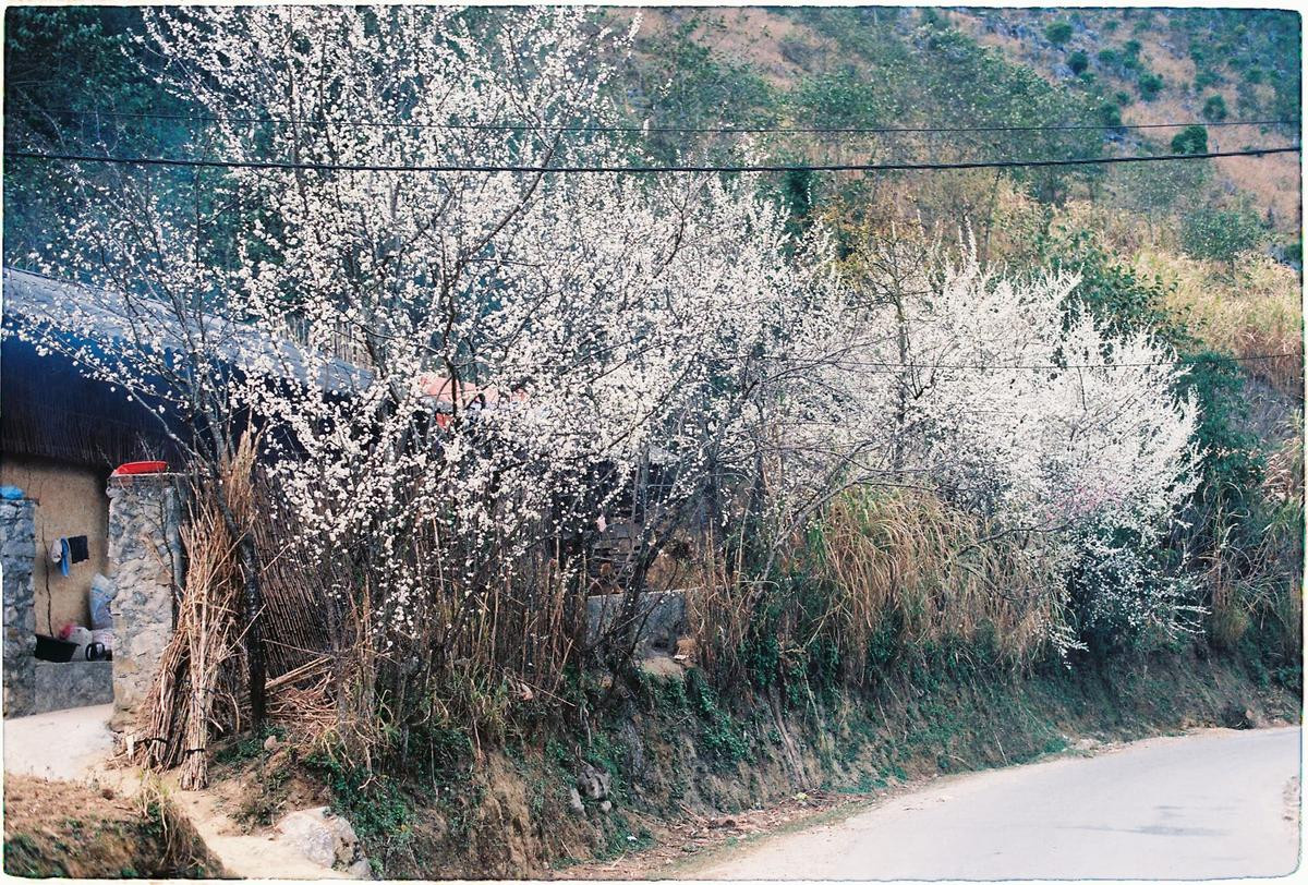 Ngắm sắc hoa mận, đào gây 'nghiện' trên cao nguyên đá Hà Giang Ảnh 2