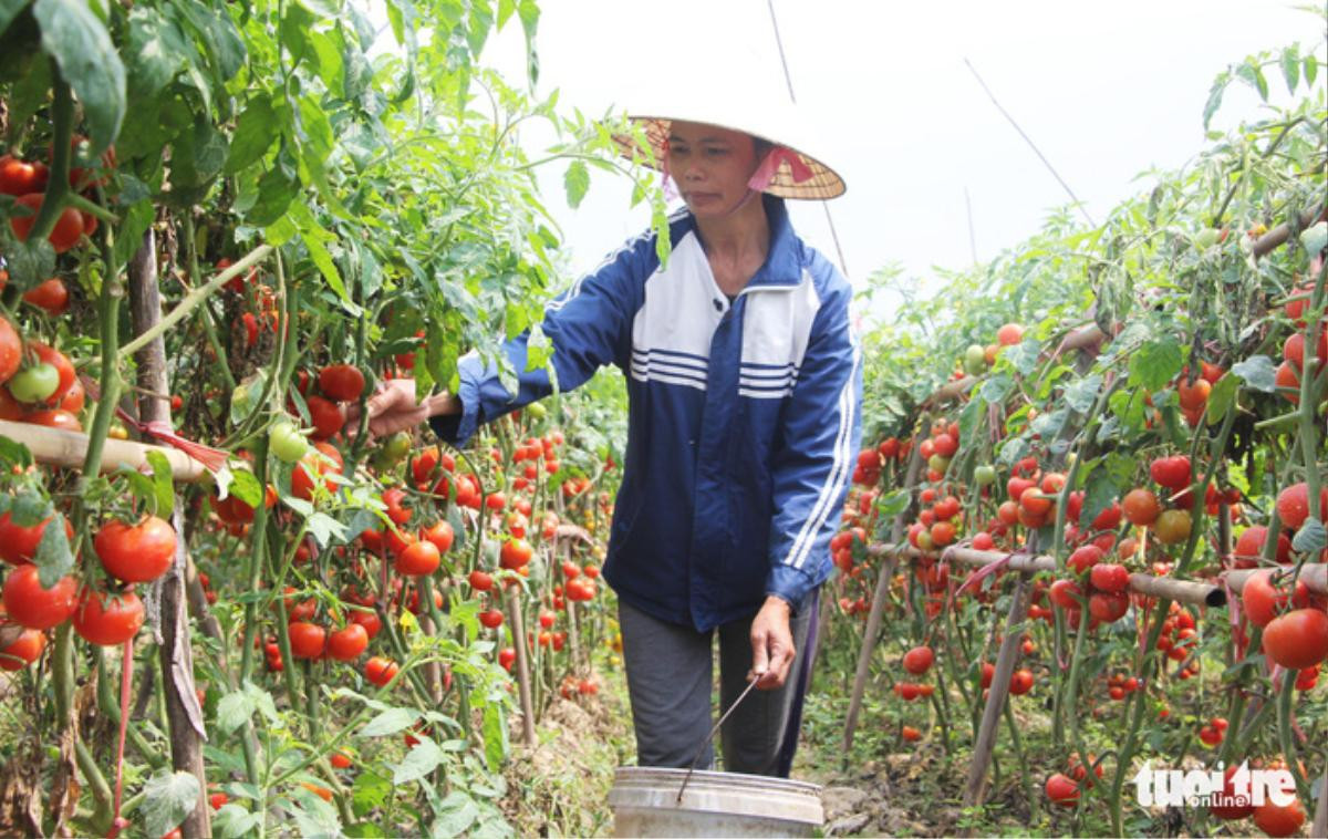 Nhói lòng chứng kiến loạt thảm cảnh rớt giá: Hết hoa ly, củ cải rồi lại đến cà chua trở thành rác thải, thức ăn cho vật nuôi Ảnh 2