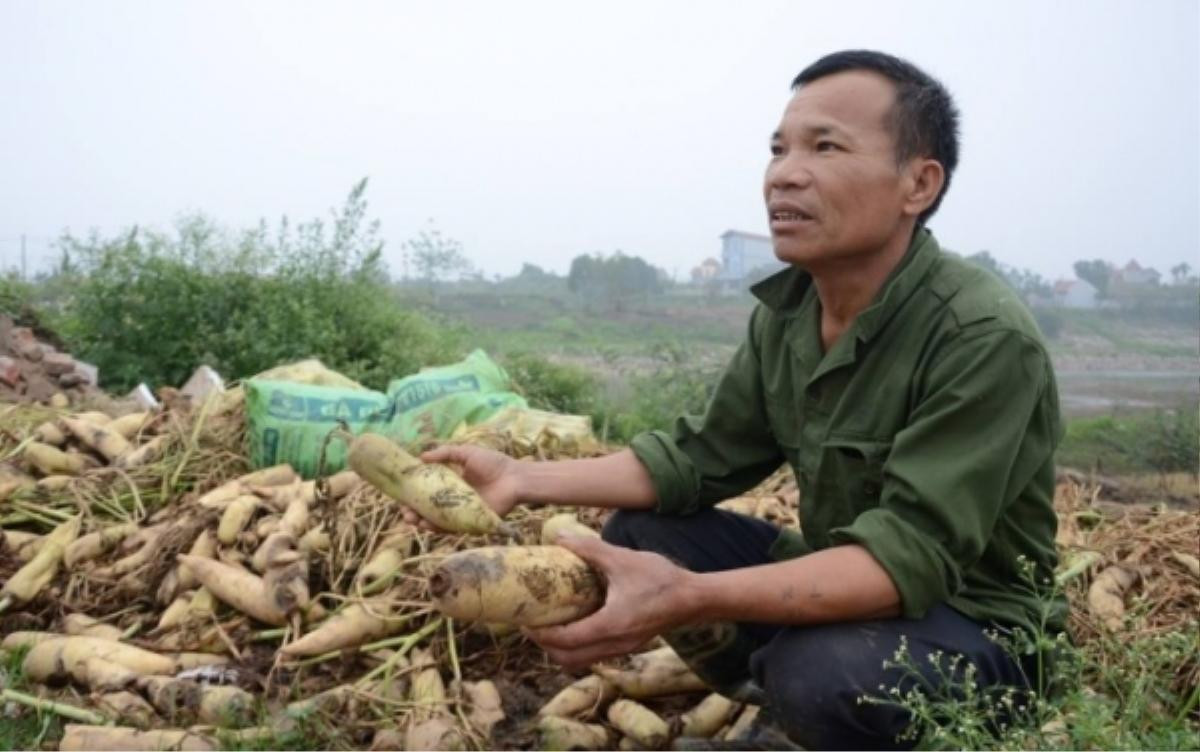 Nhói lòng chứng kiến loạt thảm cảnh rớt giá: Hết hoa ly, củ cải rồi lại đến cà chua trở thành rác thải, thức ăn cho vật nuôi Ảnh 5