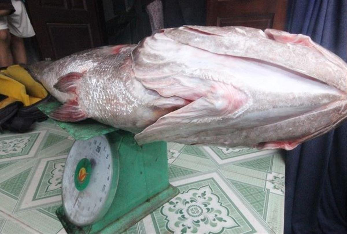 Cá lạ nặng 10kg mắc lưới, nghi cá sủ vàng Ảnh 1