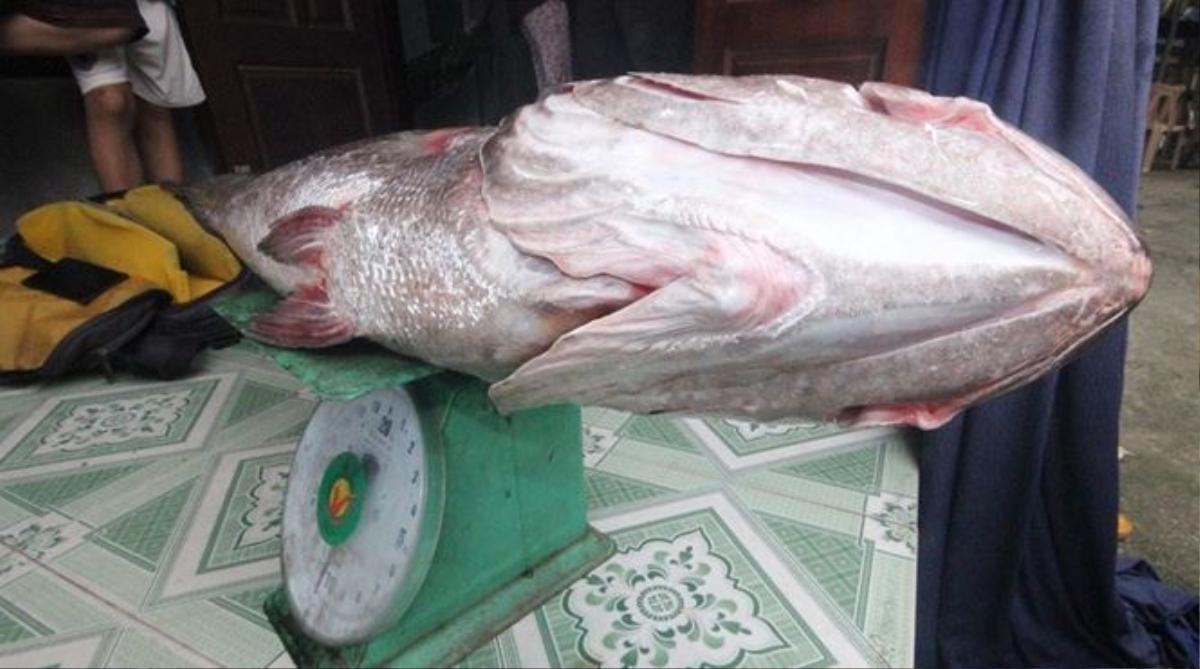 Cá lạ nặng 10kg mắc lưới, nghi cá sủ vàng Ảnh 2