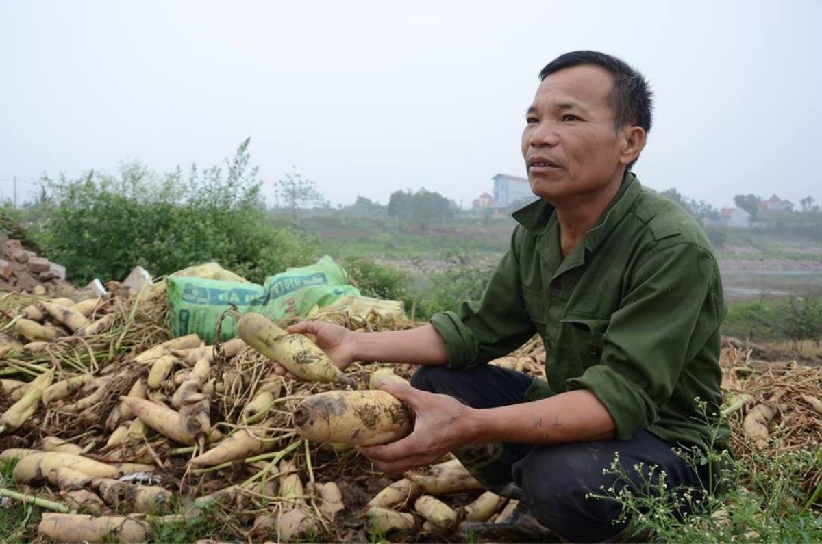 Bộ Nông nghiệp chỉ đạo khẩn trương kiểm tra rau, củ bị vứt bỏ vì nông dân không bán được Ảnh 1