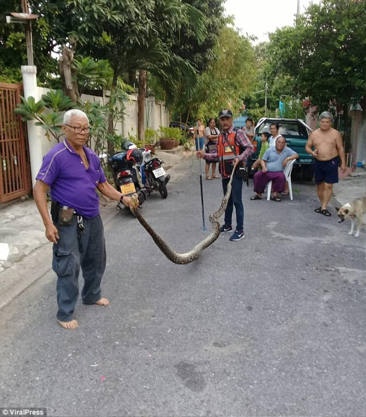 Nghe tiếng động lạ trong tường, chủ nhà hoảng hồn khi lôi ra thứ này Ảnh 1