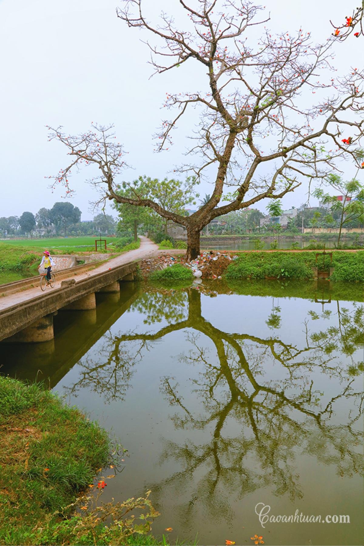 Đẹp nao lòng mùa hoa gạo tháng Ba rực đỏ ở Hà Nội Ảnh 11