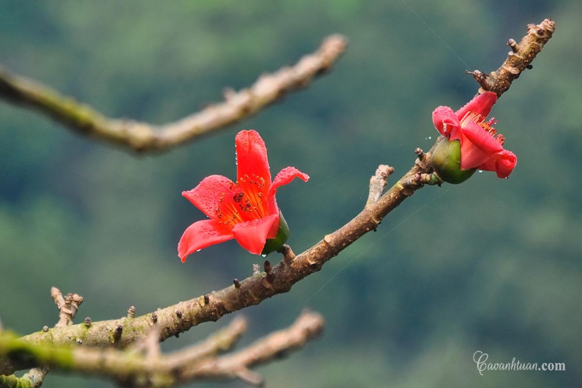 Đẹp nao lòng mùa hoa gạo tháng Ba rực đỏ ở Hà Nội Ảnh 2