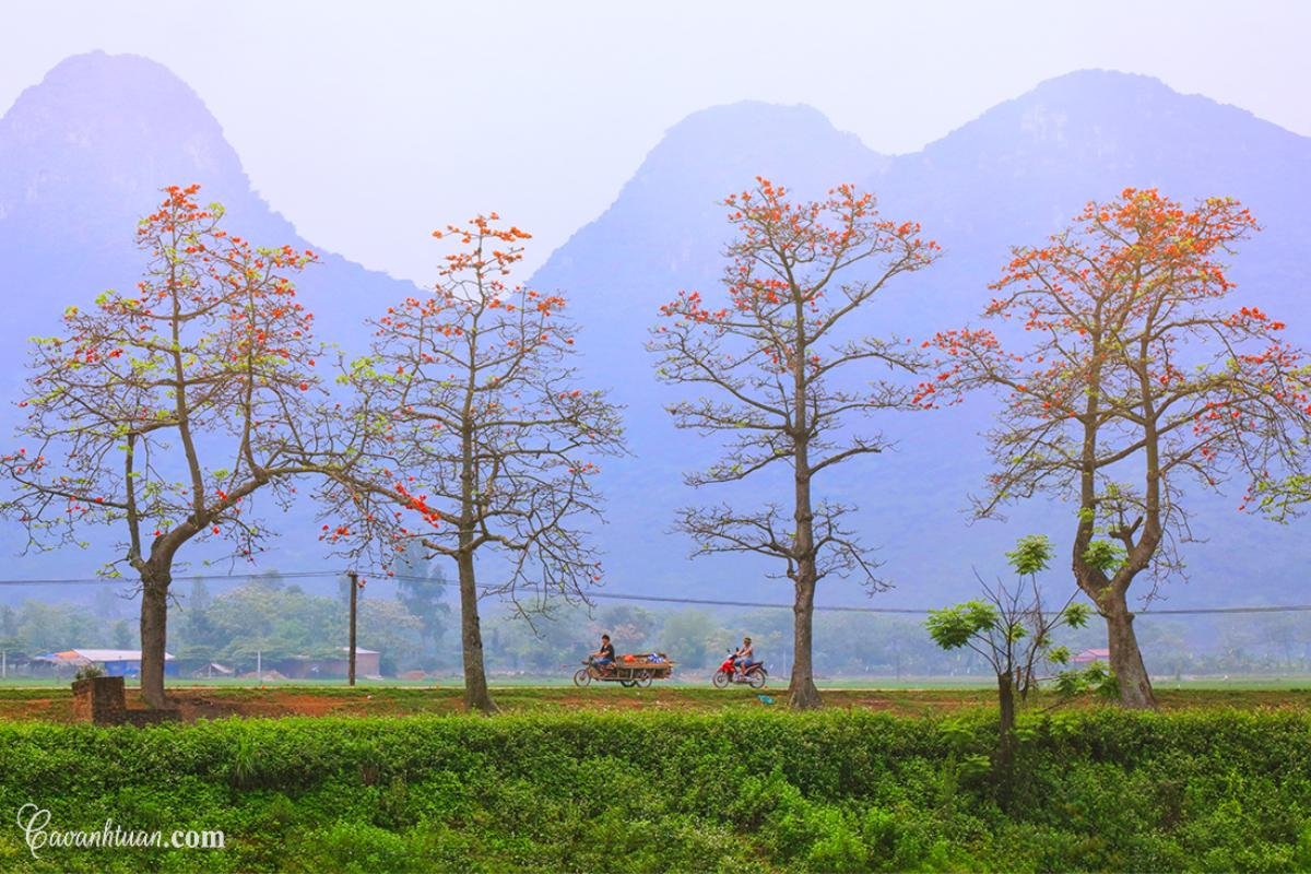 Đẹp nao lòng mùa hoa gạo tháng Ba rực đỏ ở Hà Nội Ảnh 4