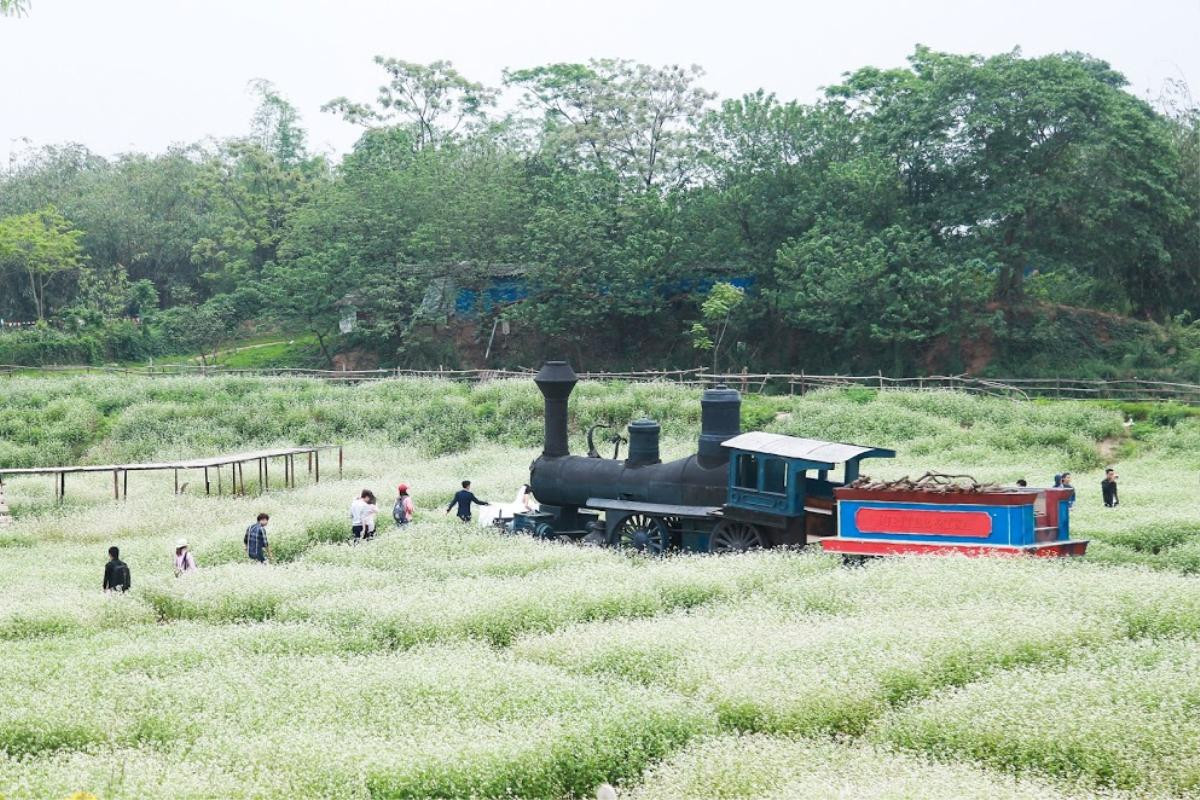 Bạn không nhìn nhầm đâu, hoa tam giác mạch đang nở rộ trái mùa tại Hà Nội đấy! Ảnh 1