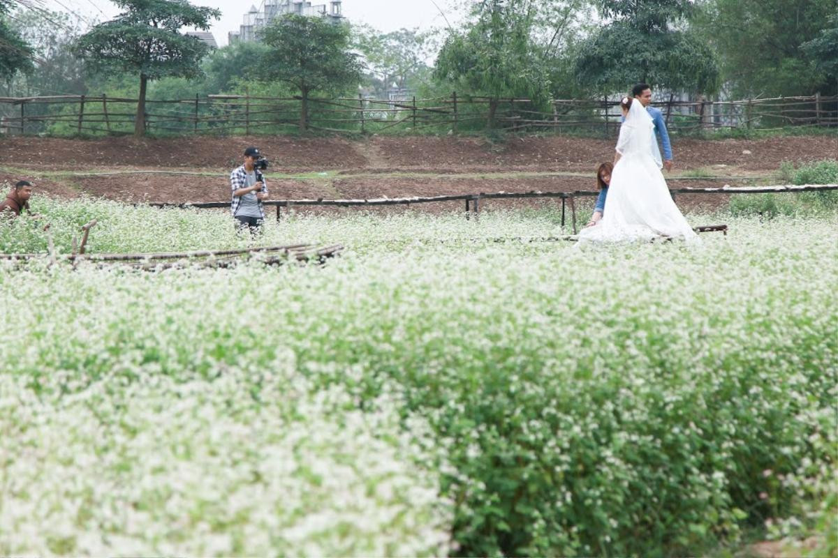 Bạn không nhìn nhầm đâu, hoa tam giác mạch đang nở rộ trái mùa tại Hà Nội đấy! Ảnh 4