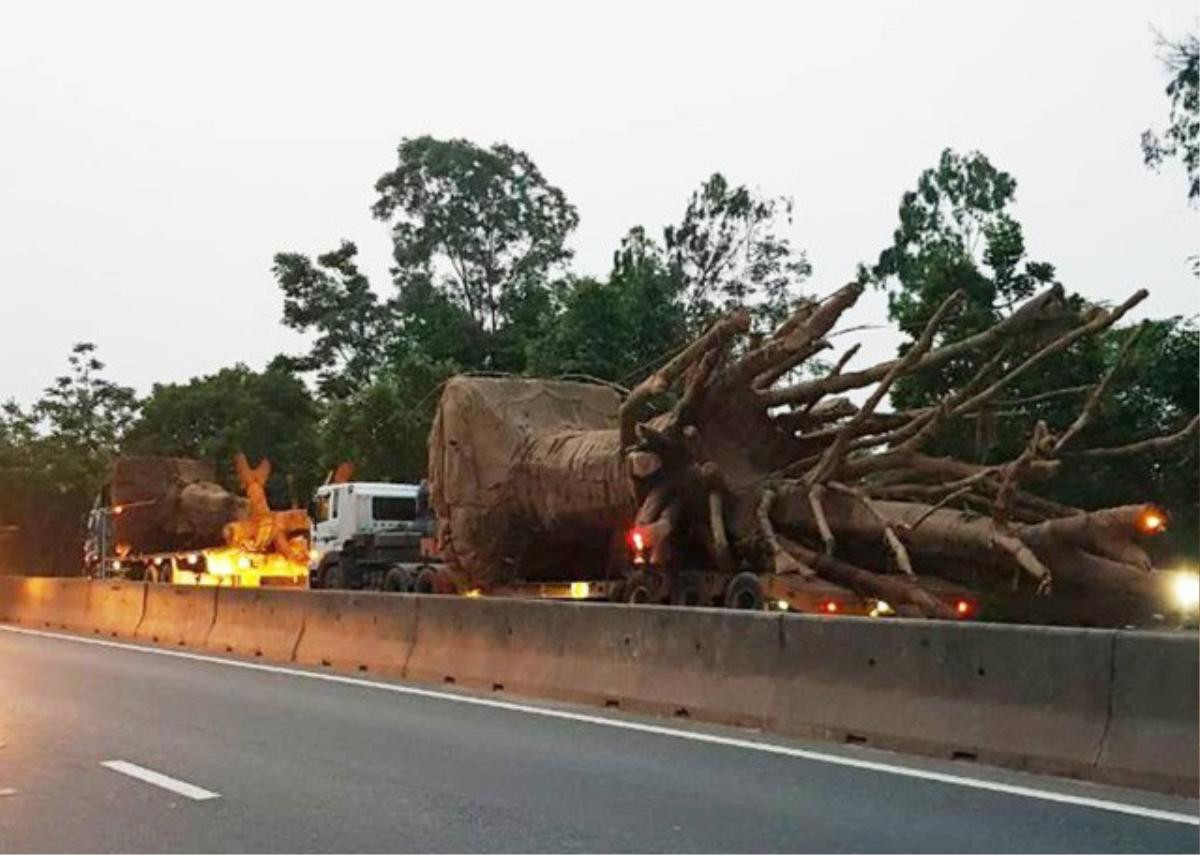 Chở cây ‘khủng’ như quái thú trên quốc lộ, doanh nghiệp bị phạt hơn 80 triệu đồng Ảnh 1