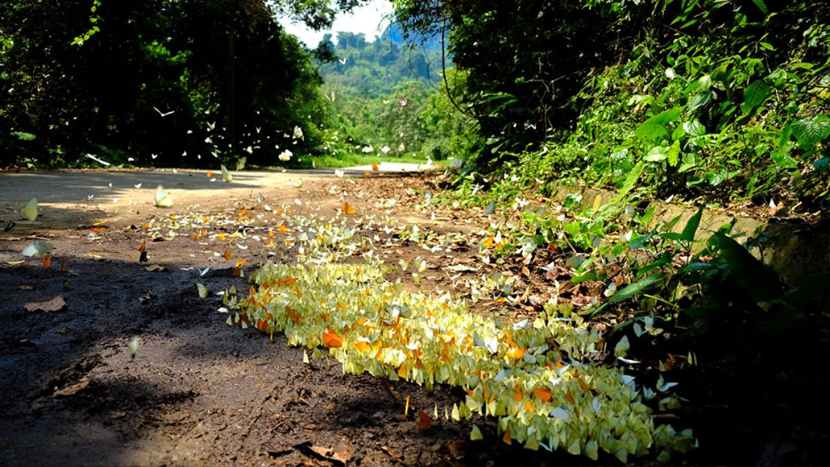 Đẹp 'quên lối về' mùa bướm bay rợp trời ở Cúc Phương Ảnh 4