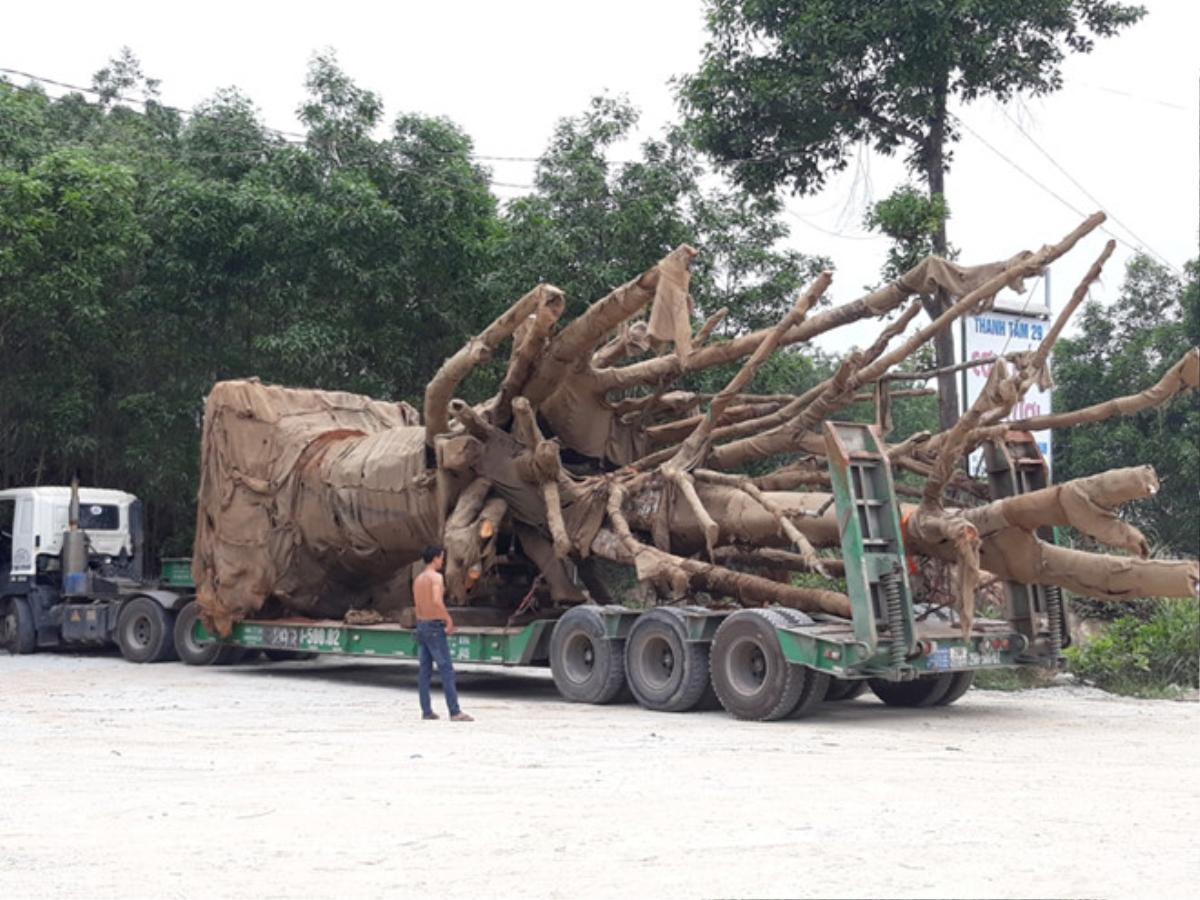 Thiếu giấy phép, 2 cây 'quái thú' vẫn chưa được chở ra Bắc Ảnh 1