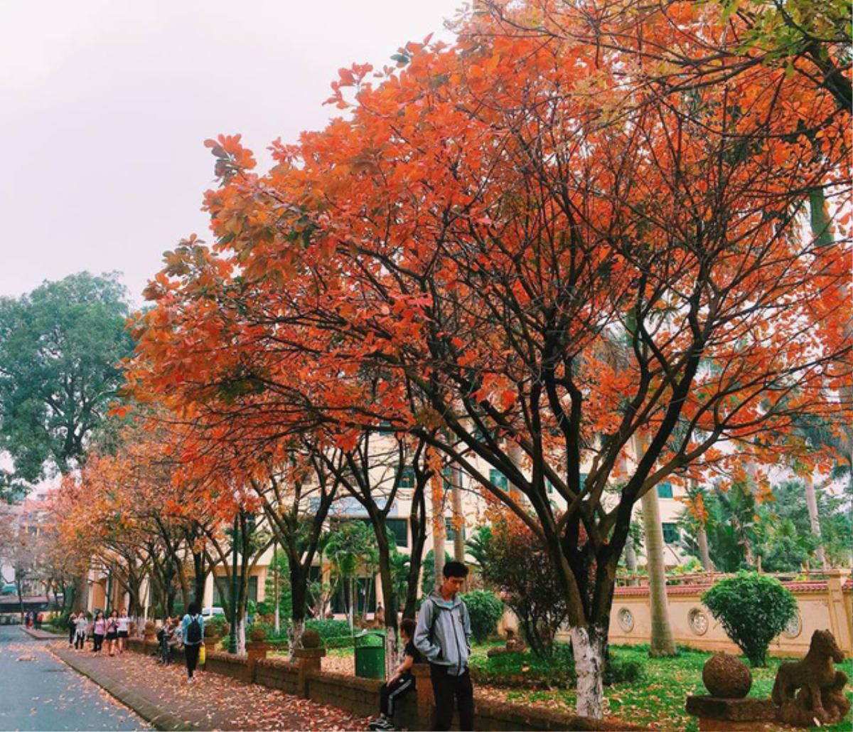 Có mỗi một cây lộc vừng thay lá thôi mà sinh viên Ngoại thương, Sư phạm cũng đủ chất liệu biến tấu thành 1.000 kiểu ảnh 'sống ảo' Ảnh 3