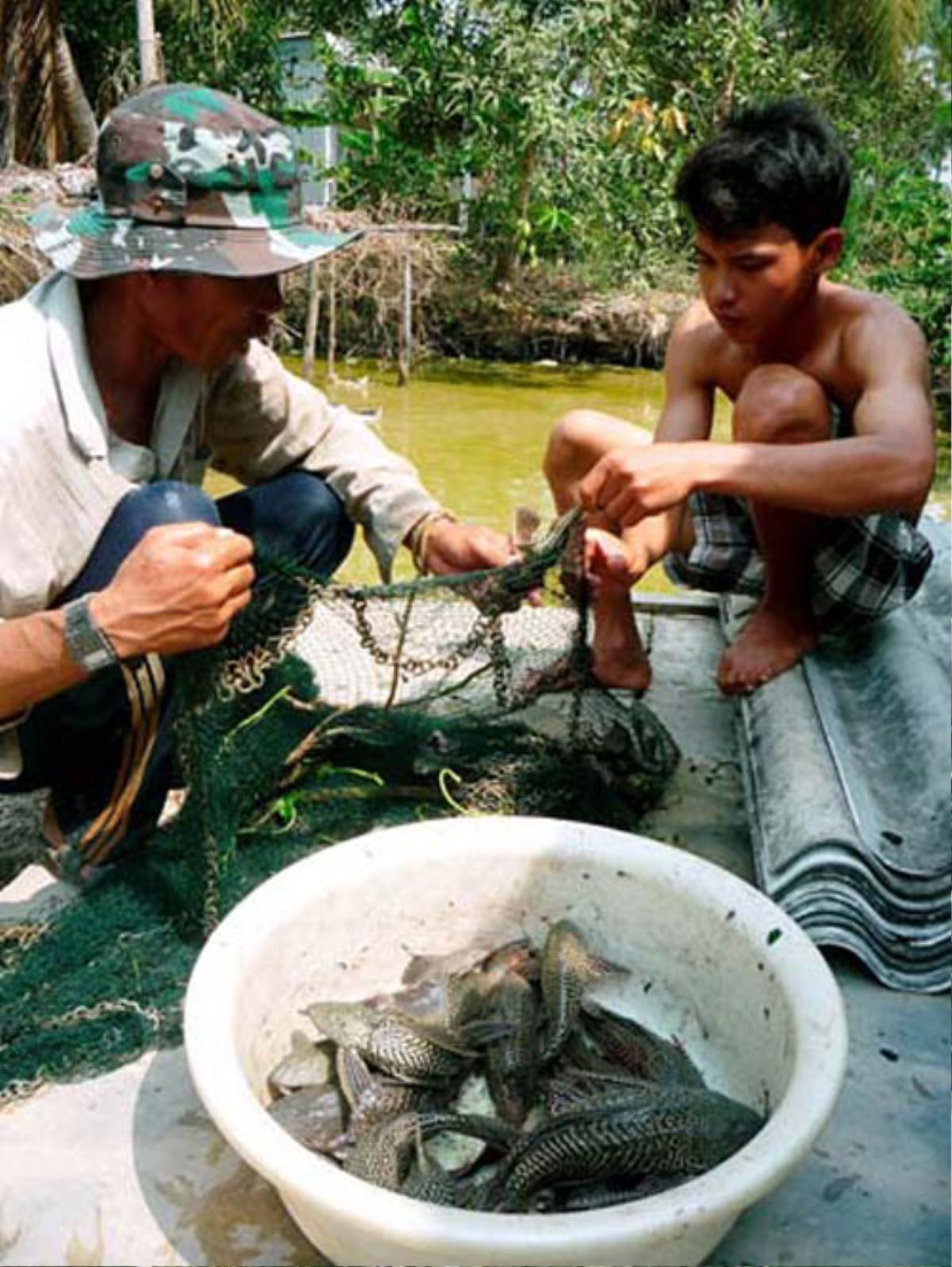 Cá Ma xuất hiện, hiểm họa trên sông, nông dân khiếp sợ Ảnh 2