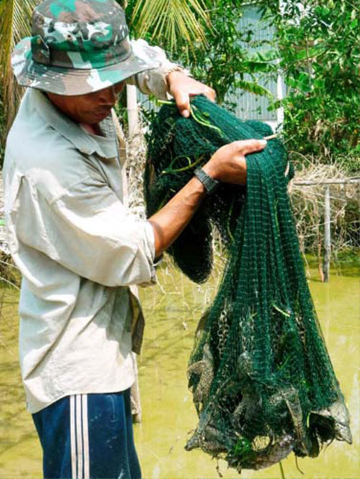 Cá Ma xuất hiện, hiểm họa trên sông, nông dân khiếp sợ Ảnh 1