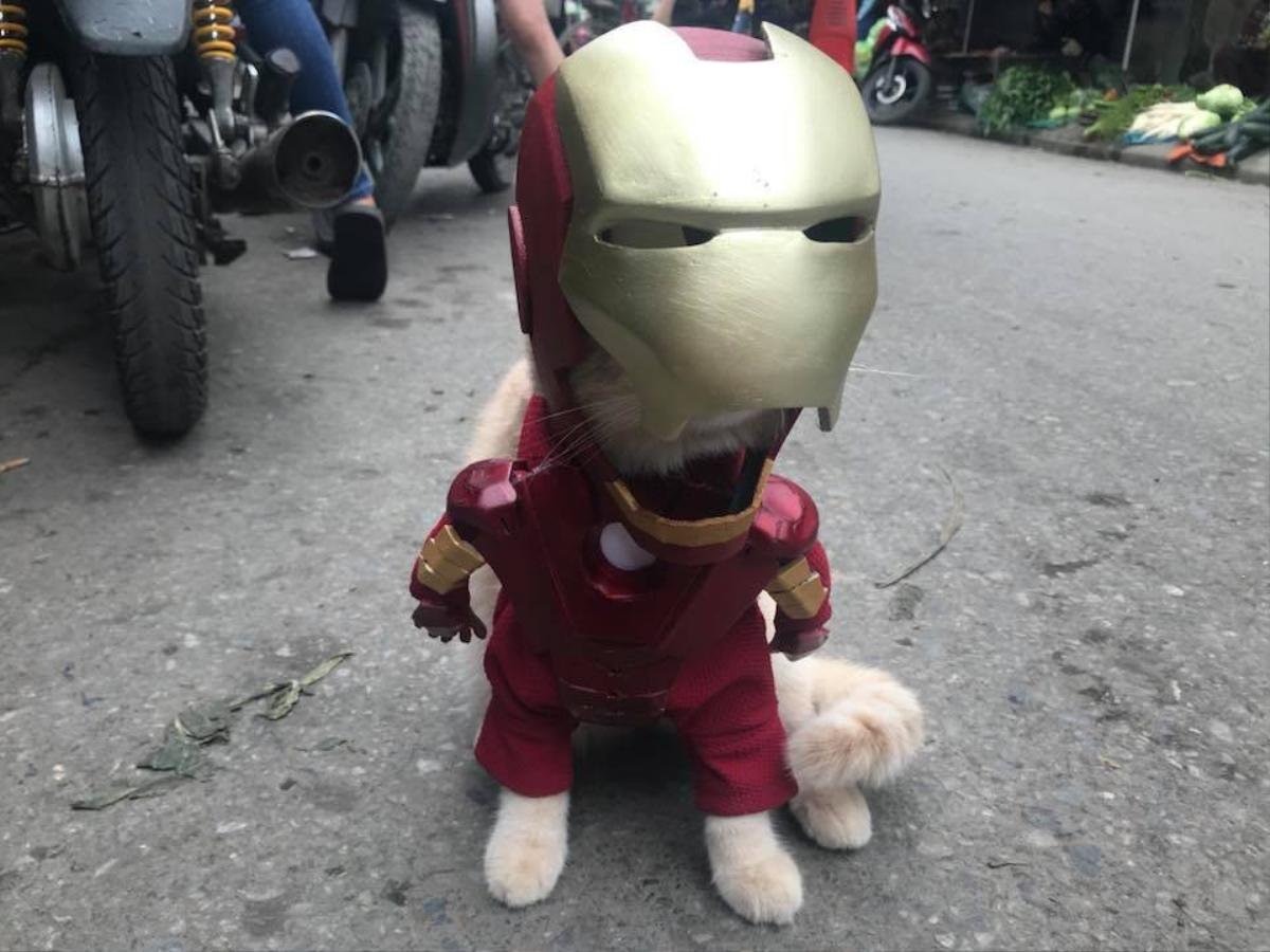 Chú mèo tên Chó ở Hải Phòng lại tiếp tục nổi tiếng thế giới với bộ ảnh cosplay Avengers cực ngầu Ảnh 6