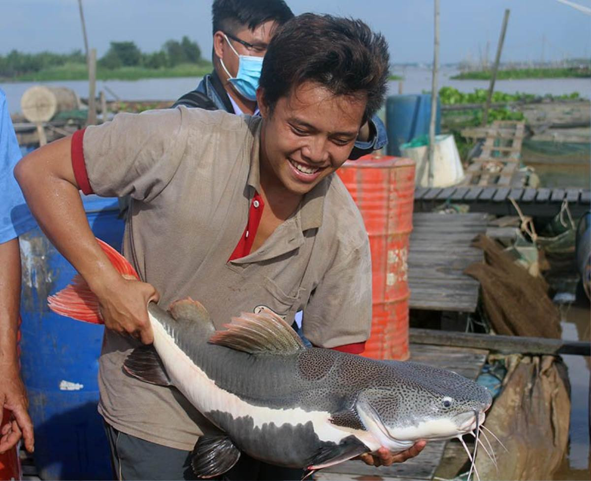 ‘Thủy quái’ miền Tây: Ngàn con cá trê hồng đột biến gen kỳ lạ Ảnh 8