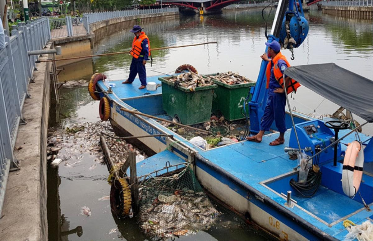 Cá chết trắng kênh Nhiêu Lộc - Thị Nghè sau trận mưa đầu mùa Ảnh 3