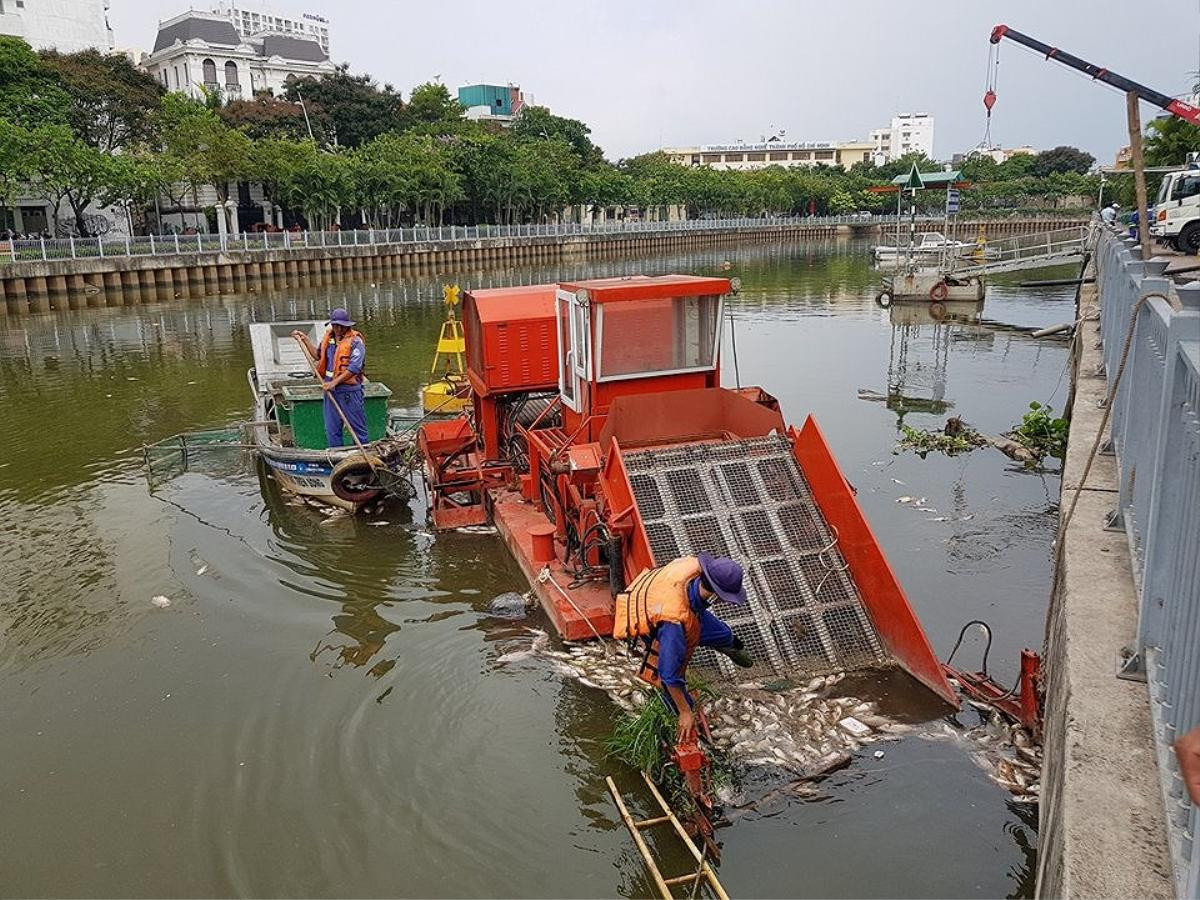 Cá chết trắng kênh Nhiêu Lộc - Thị Nghè sau trận mưa đầu mùa Ảnh 5