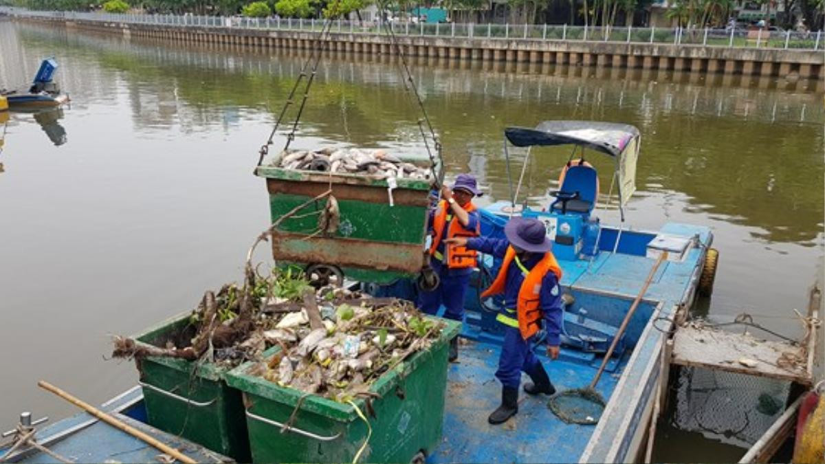 Cá chết trắng kênh Nhiêu Lộc - Thị Nghè sau trận mưa đầu mùa Ảnh 4