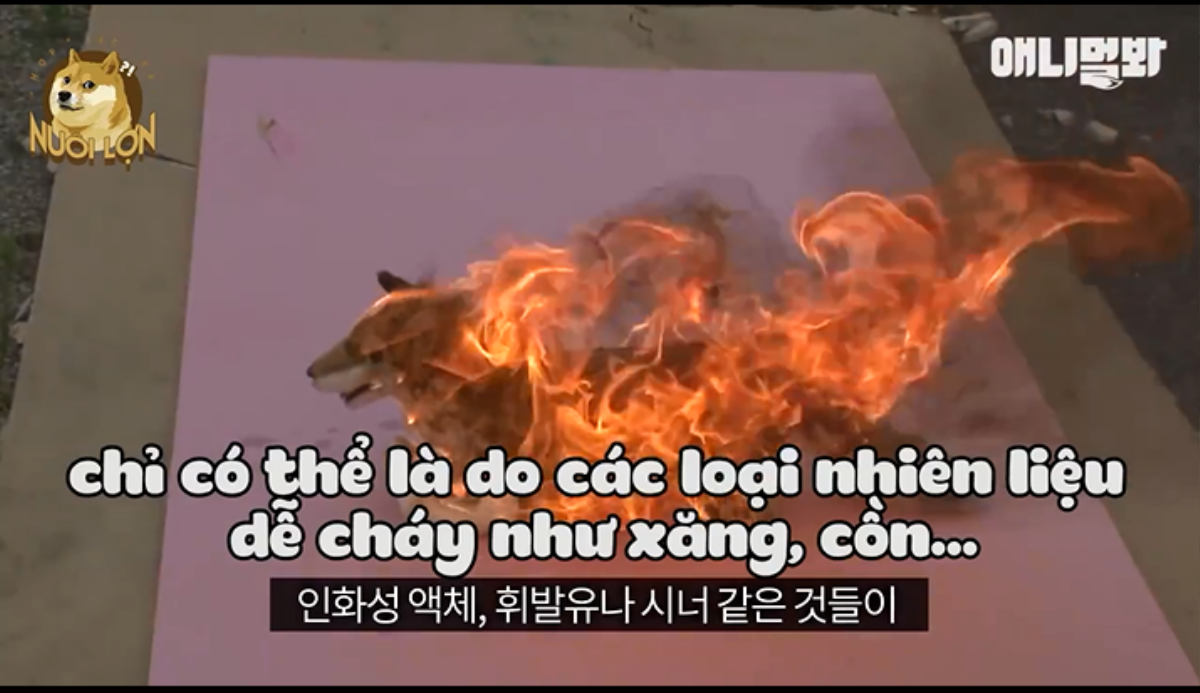 Bị châm lửa đốt, chú chó con này vẫn sống sót một cách kỳ diệu nhờ vào lòng tốt của người xa lạ Ảnh 4