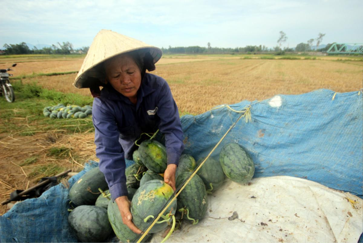 Cả nghìn tấn dưa hấu chín ứ đọng ngoài đồng ở Quảng Nam Ảnh 3