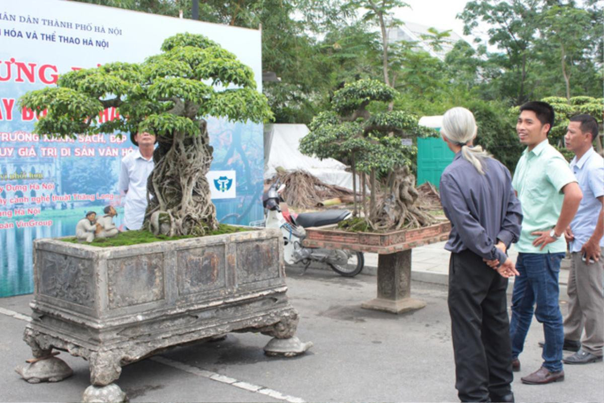 Kiệt tác sanh cổ mọc trên đá gây 'chấn động' giới chơi cây xuất hiện ở Hà Nội Ảnh 6