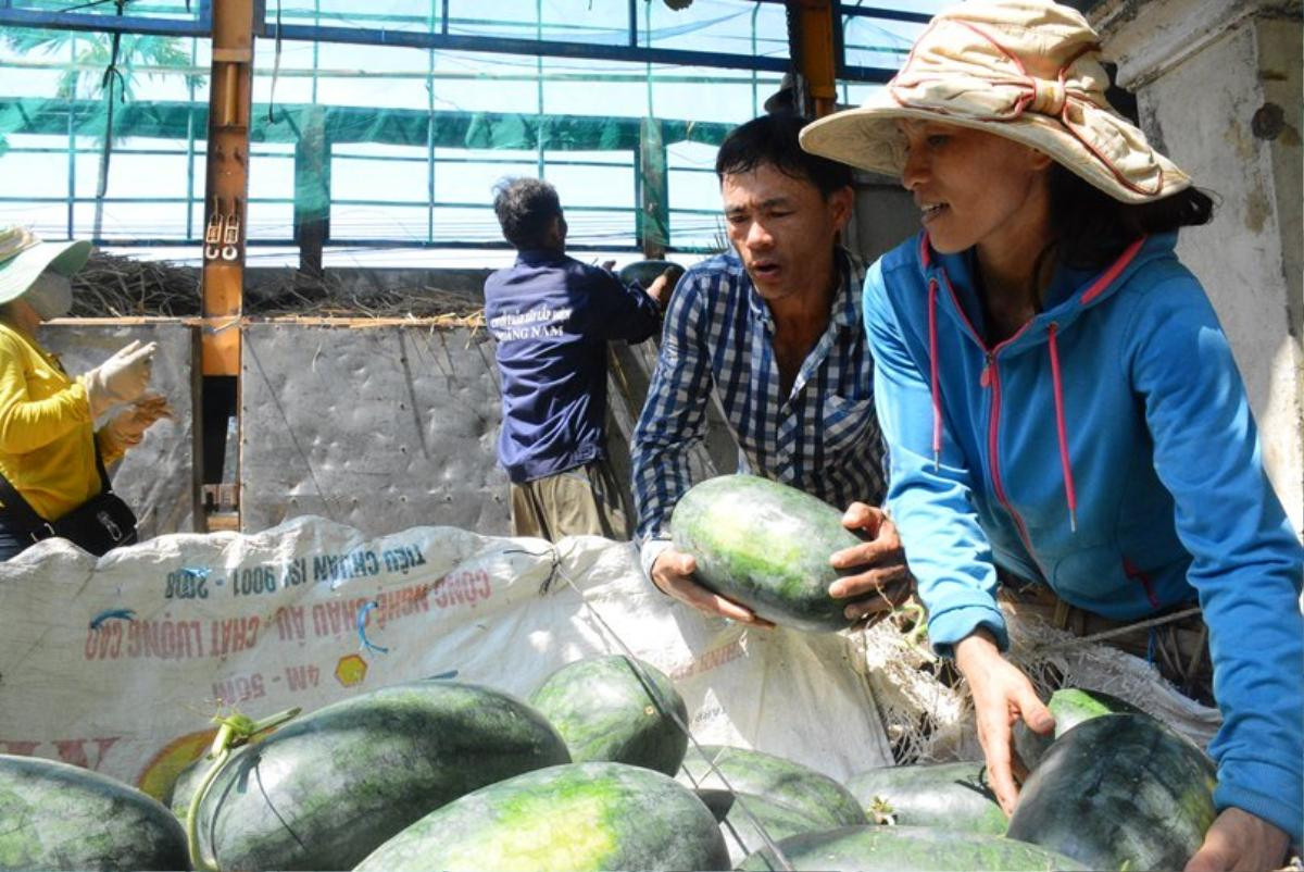 Quảng Nam: Người dân nuốt nước mắt bên 3.000 tấn dưa hấu ‘thoi thóp’ chờ cứu Ảnh 2