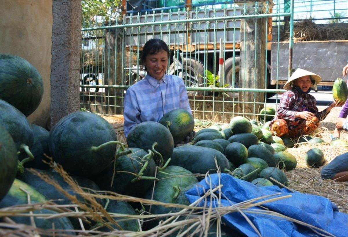 Quảng Nam: Người dân nuốt nước mắt bên 3.000 tấn dưa hấu ‘thoi thóp’ chờ cứu Ảnh 3