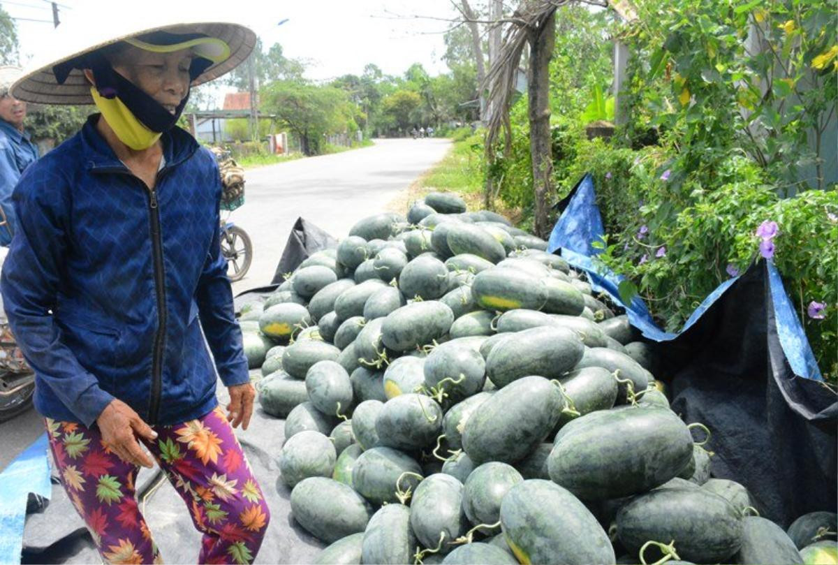 Quảng Nam: Người dân nuốt nước mắt bên 3.000 tấn dưa hấu ‘thoi thóp’ chờ cứu Ảnh 6