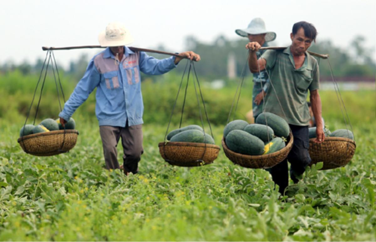 Quảng Nam gửi thư kêu gọi 'giải cứu' dưa hấu ứ đọng Ảnh 1