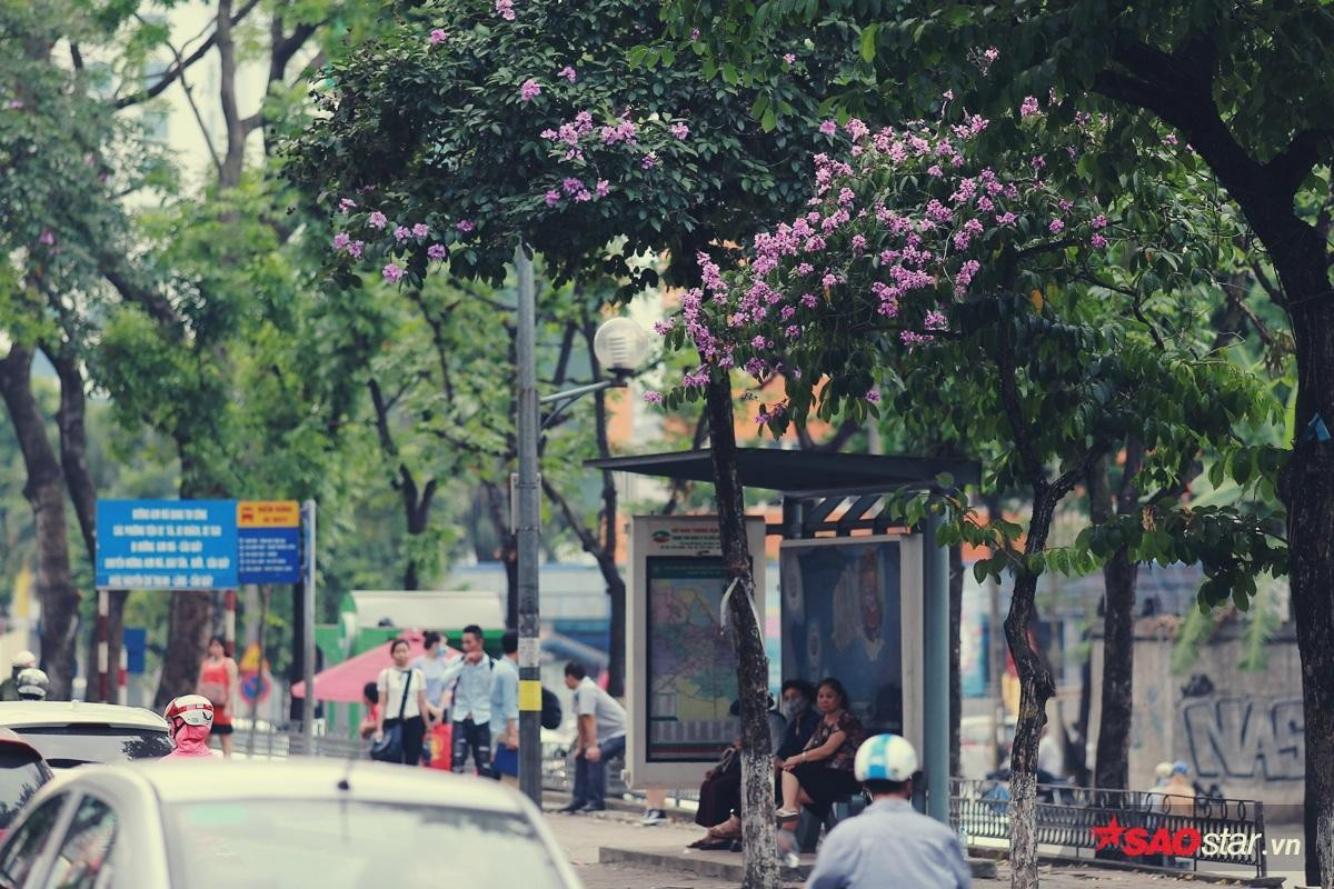 Có một mùa khắp đường phố Hà Nội nhuộm toàn sắc tím mộng mơ khiến ai đi qua cũng ngẩn ngơ ngắm nhìn Ảnh 1