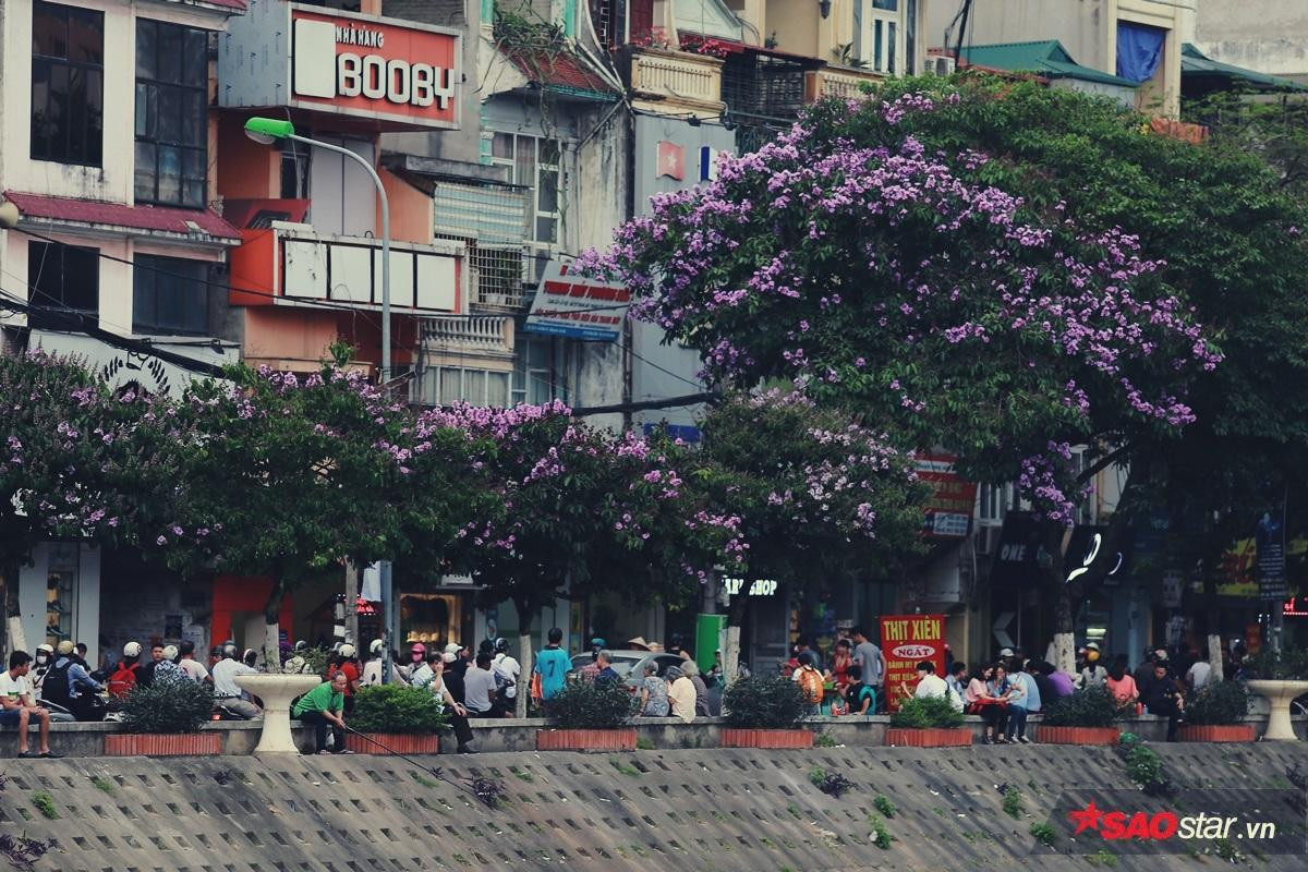 Có một mùa khắp đường phố Hà Nội nhuộm toàn sắc tím mộng mơ khiến ai đi qua cũng ngẩn ngơ ngắm nhìn Ảnh 3