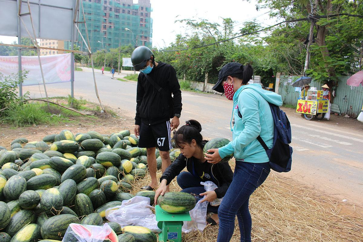 Bất chấp nắng nóng gay gắt, sinh viên Sài Gòn ra sức giúp nông dân Quãng Ngãi 'giải cứu' dưa hấu Ảnh 2