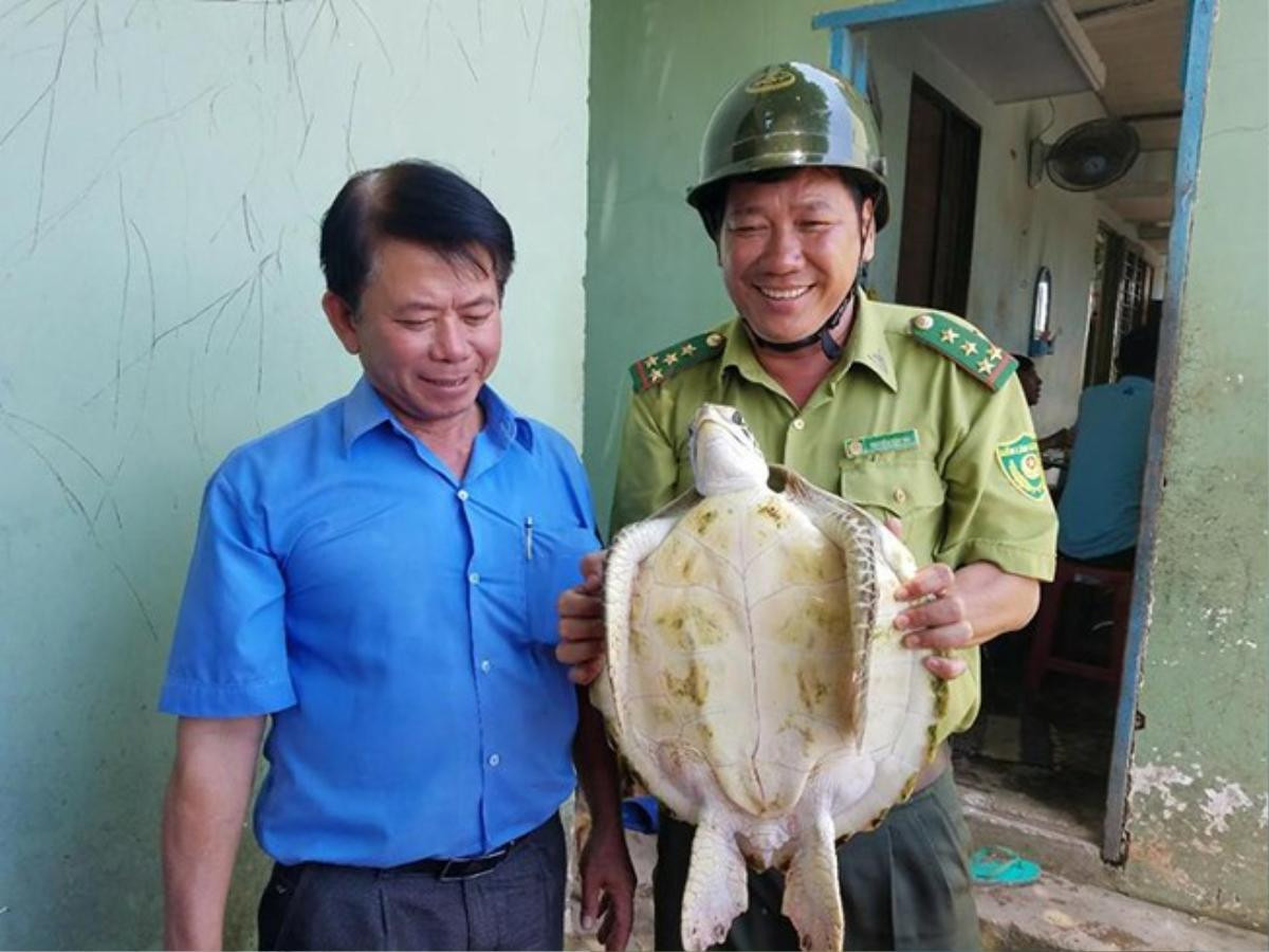 Bến Tre 'giải cứu' và thả con vích 7,5 kg về biển Ảnh 1