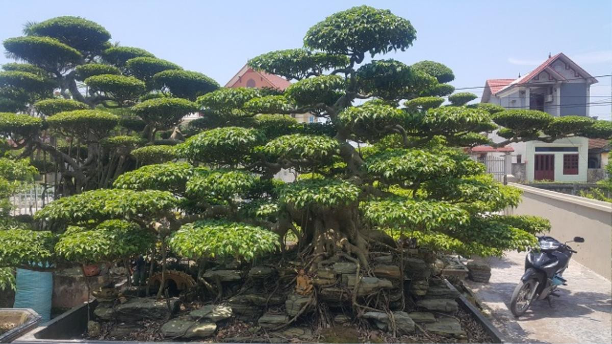 Lần đầu xuất hiện: Siêu phẩm cây sanh vừa lên thẳng, lại nằm ngang giá nửa tỷ Ảnh 1