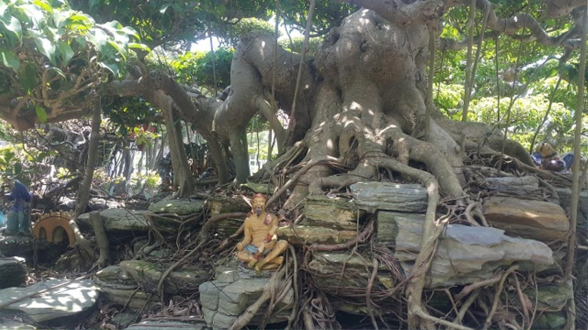 Lần đầu xuất hiện: Siêu phẩm cây sanh vừa lên thẳng, lại nằm ngang giá nửa tỷ Ảnh 5