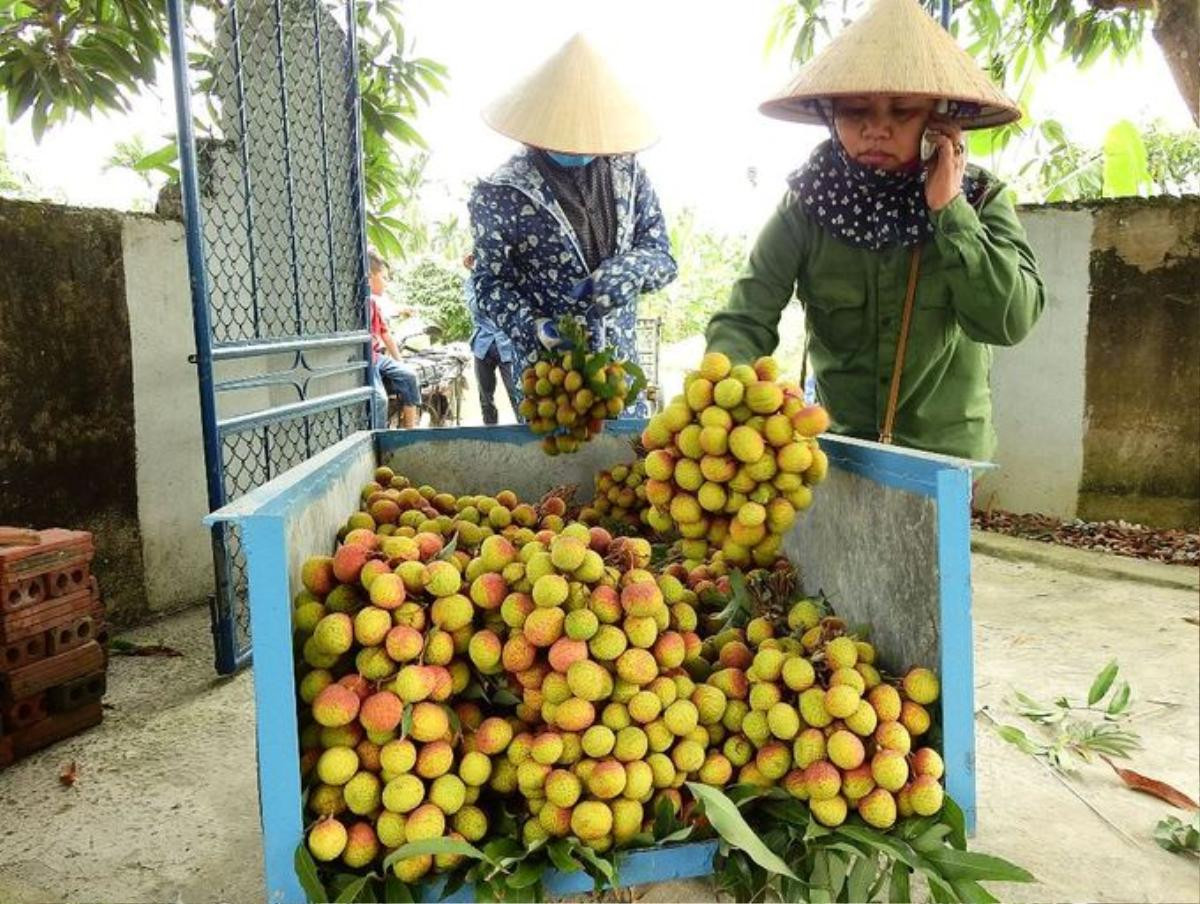 Người dân Quảng Ninh kiếm hàng trăm triệu từ vải lai Ảnh 7