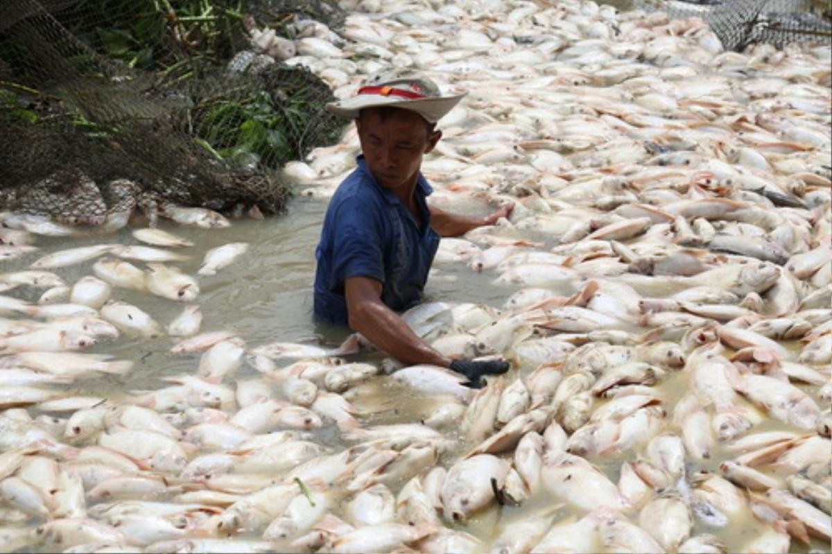 Nước nơi 1.500 tấn cá chết trên sông La Ngà có khí độc vượt mức Ảnh 3