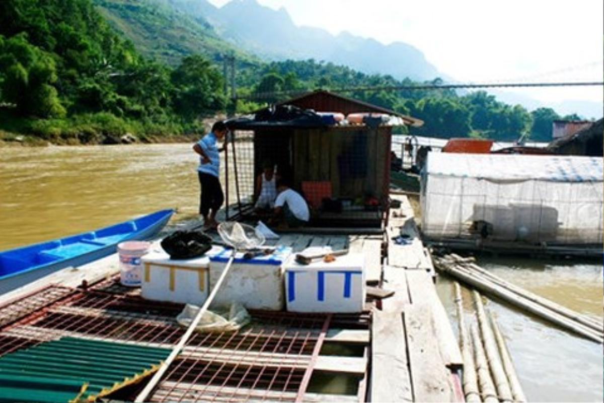 Huyền bí chuyện những 'chúa tể lòng sông' lớn lên trong lồng sắt Ảnh 3