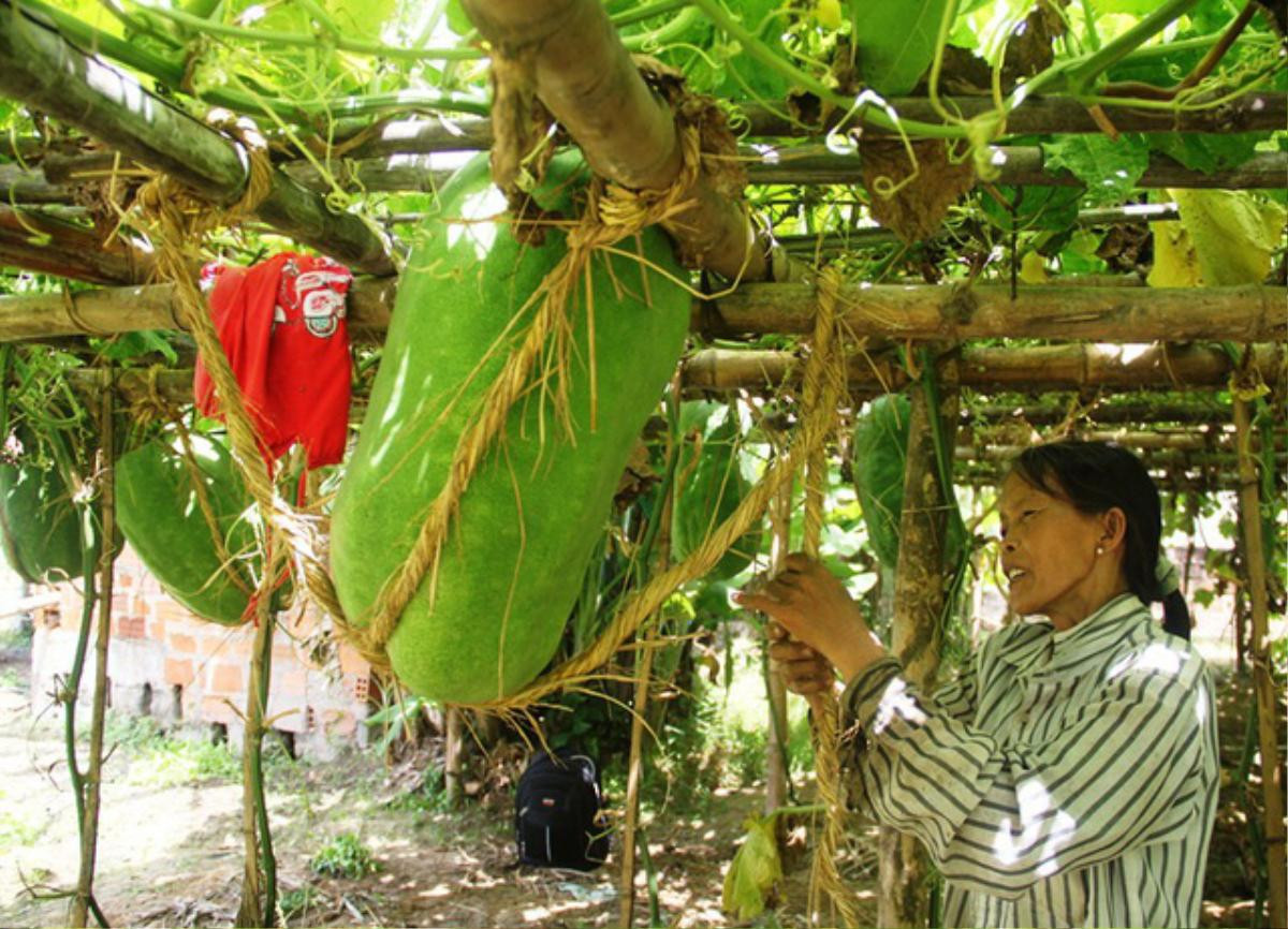 Làng bí đao khổng lồ mỗi quả nặng… hơn nửa tạ Ảnh 2