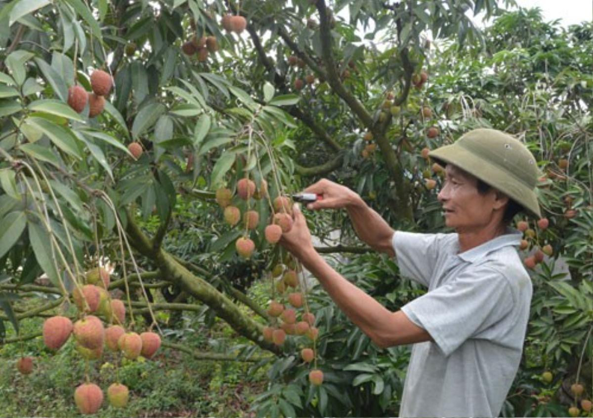 Bất ngờ về ‘cây tiền tỷ’ mới ngọt ngào trên đất Tây Nguyên Ảnh 1