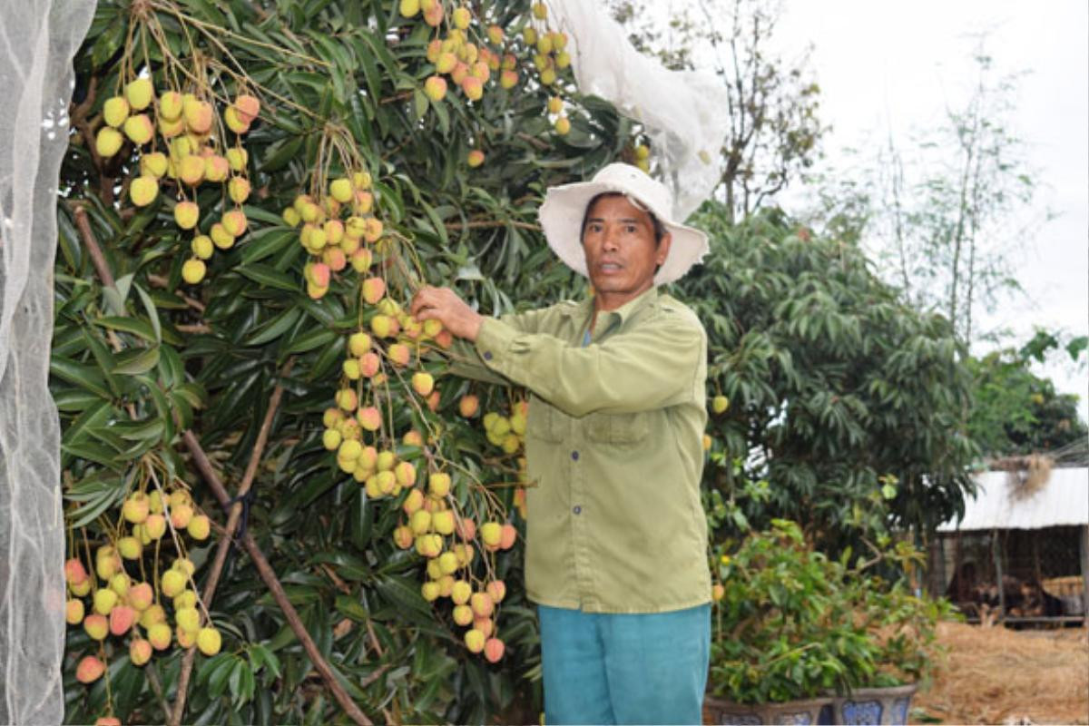 Bất ngờ về ‘cây tiền tỷ’ mới ngọt ngào trên đất Tây Nguyên Ảnh 3