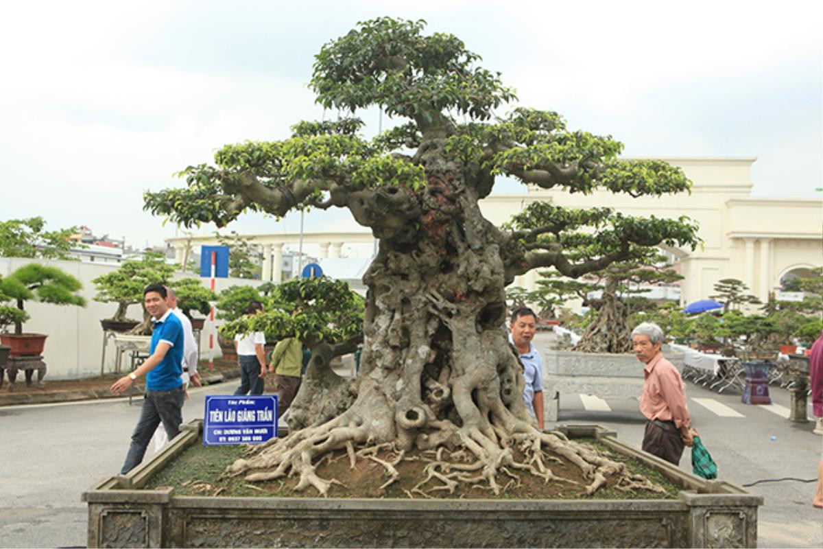 Ngọn cây sanh 'tiên lão giáng trần' gây sửng sốt giới chơi cây Ảnh 1