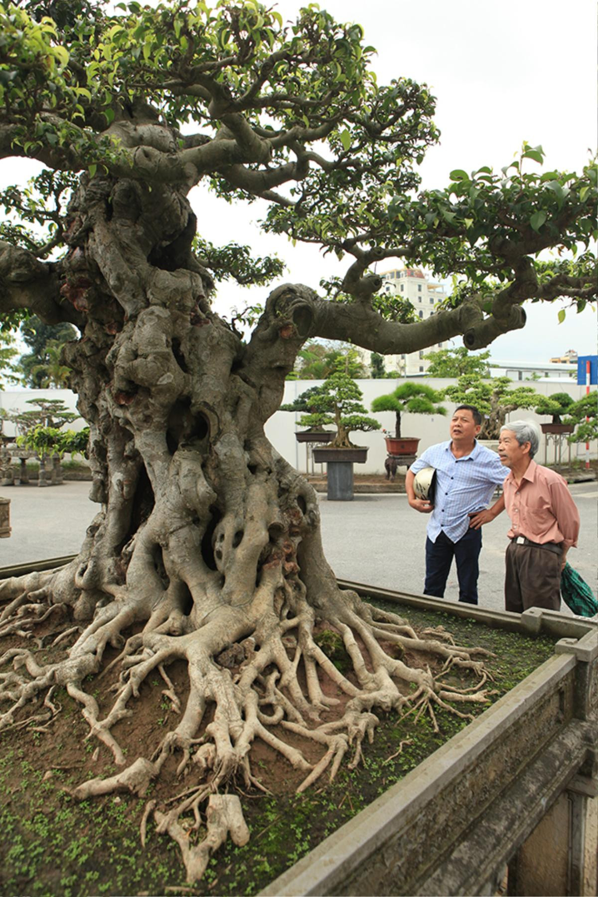 Ngọn cây sanh 'tiên lão giáng trần' gây sửng sốt giới chơi cây Ảnh 6